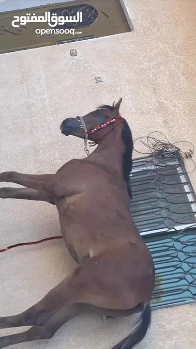 مهر عربي اصيل