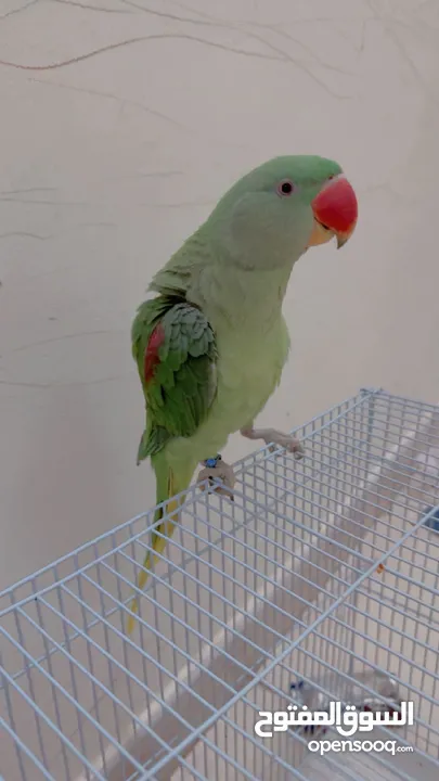Nepali parrot for sale