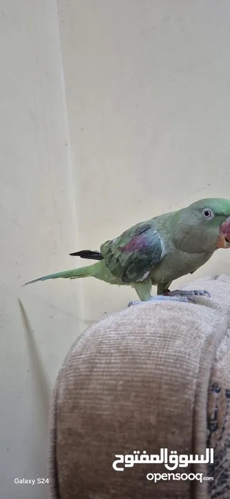 متوة نثية نيبالية أليفة ومتكلمة