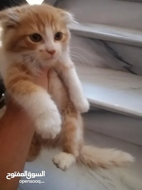 قط للبيع مع اغراضه