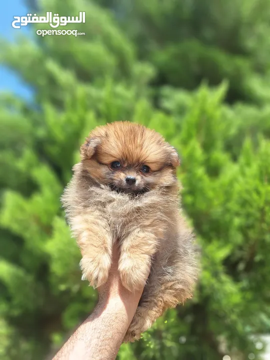 بومارينيان تيكب أصغر حجم مستوى عالي جدا pomeranian t_cup