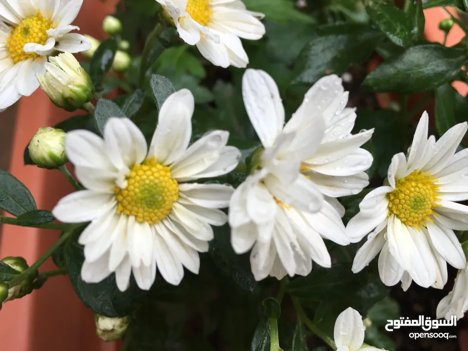 دخلة الحتو اسكان الشروق عل شارع رئيسي