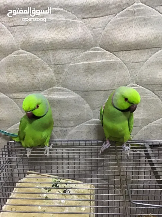 Ring neck Parrot