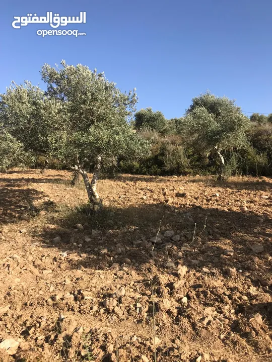 ارض مميزة للبيع في بلدة جوريش - عقربا ( ألبيع بسبب السفر)