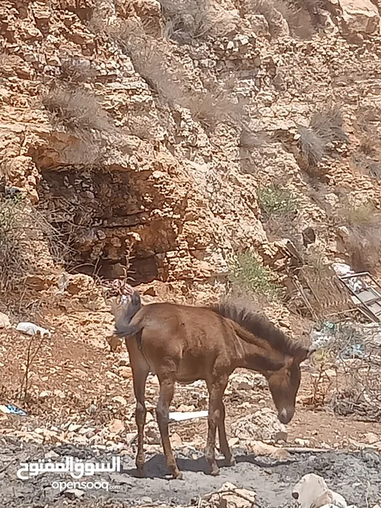 بسم الله ماشاء الله موجود بغله عمر 4شهور الموقع مثلث كفرخل جرش
