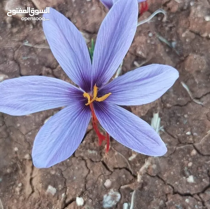 أبصال زعفران