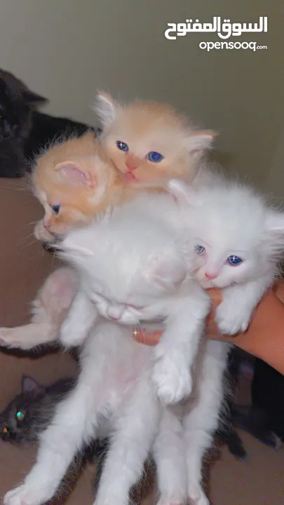 Mix persian kittens