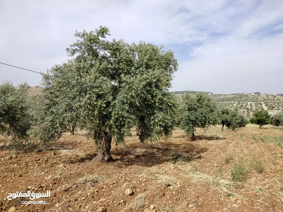 مزرعه غابة شجر 6 دونمات مشجره جرش دحل 38 الف قابل للتفاوض