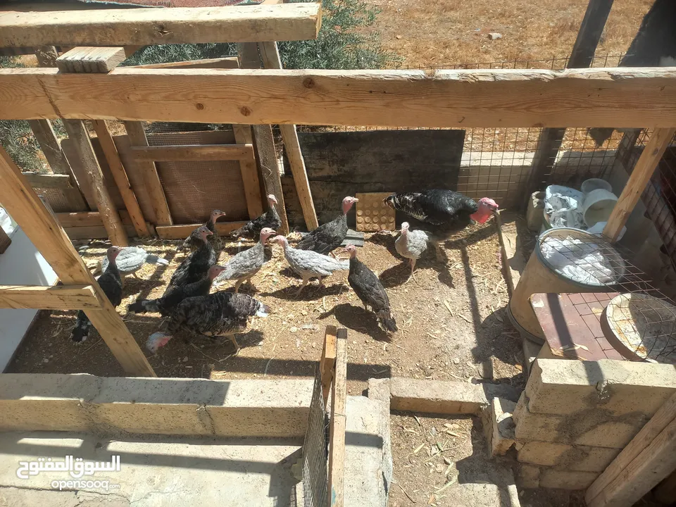 بسم الله ماشاء الله متوفر فراخ حبش عمر 4 شهور 4 حبات لون ازرق و7 حبات لون أسود للاسفسار ع الرقم 0775