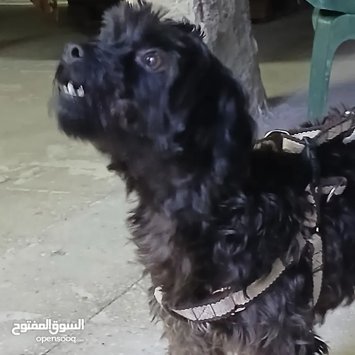 كلب بودل  100دينار