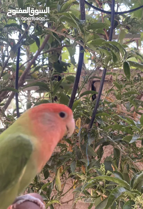 ببغاء روز طفره نادره أليف ميه بالميه مابعرف اشي اسمو عض للبيع او للبدل