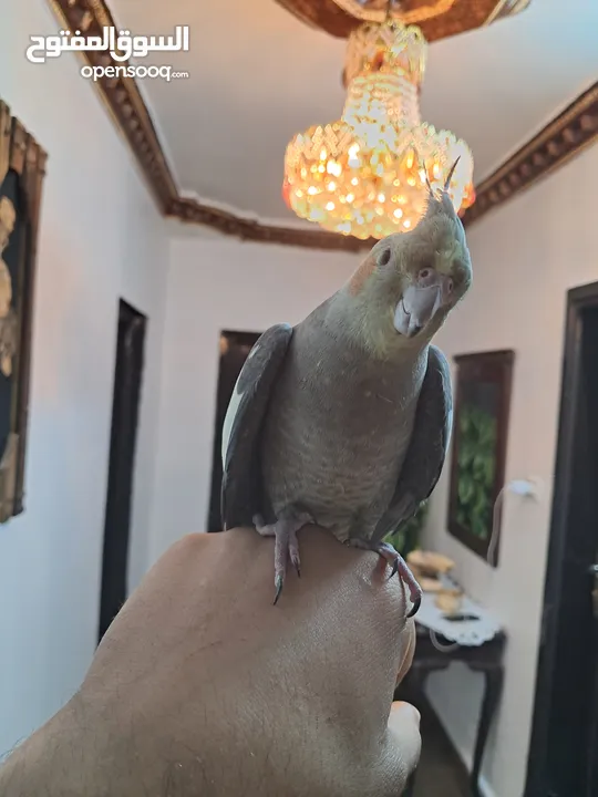 كوكتيل للبيع  مدرب واليف