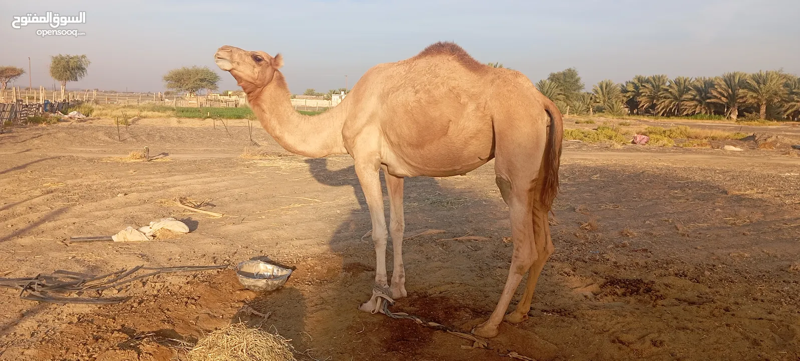 للبيع ناجه حائل سنه مفروق عنها جعود الناجه ابوها ناسي بن شطيط ومها فرحات