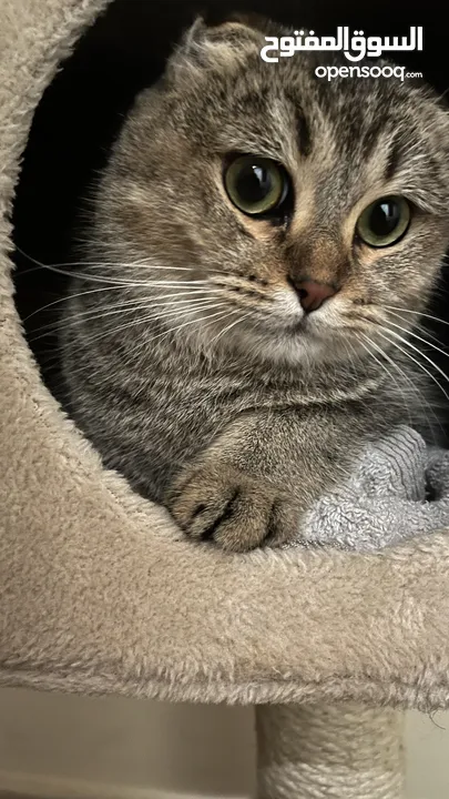 Scottish Fold cat