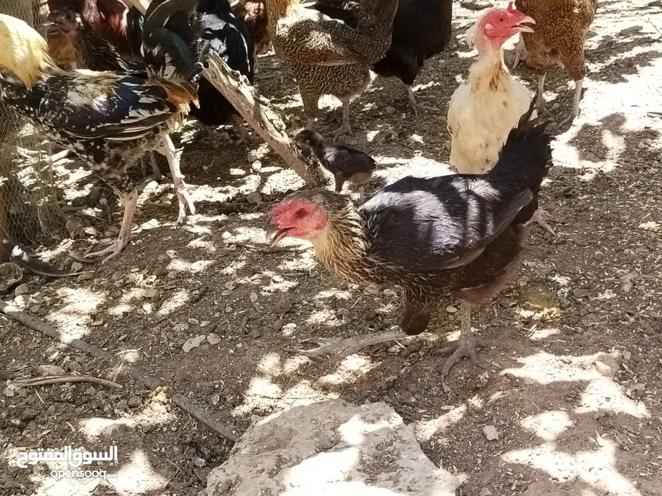 دجاج بلدي بياض