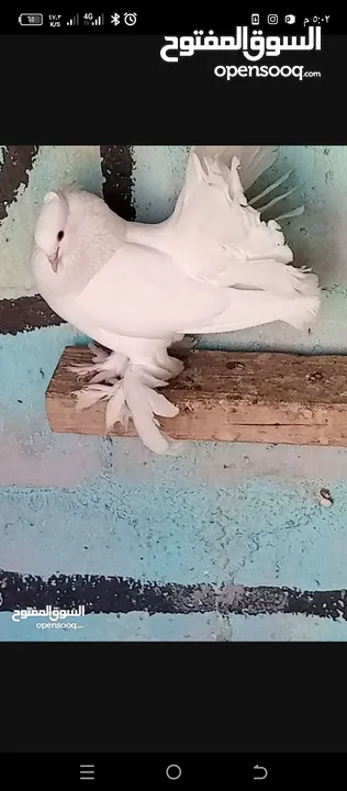 حمام هزاز البينو ابيض كوم للبيع
