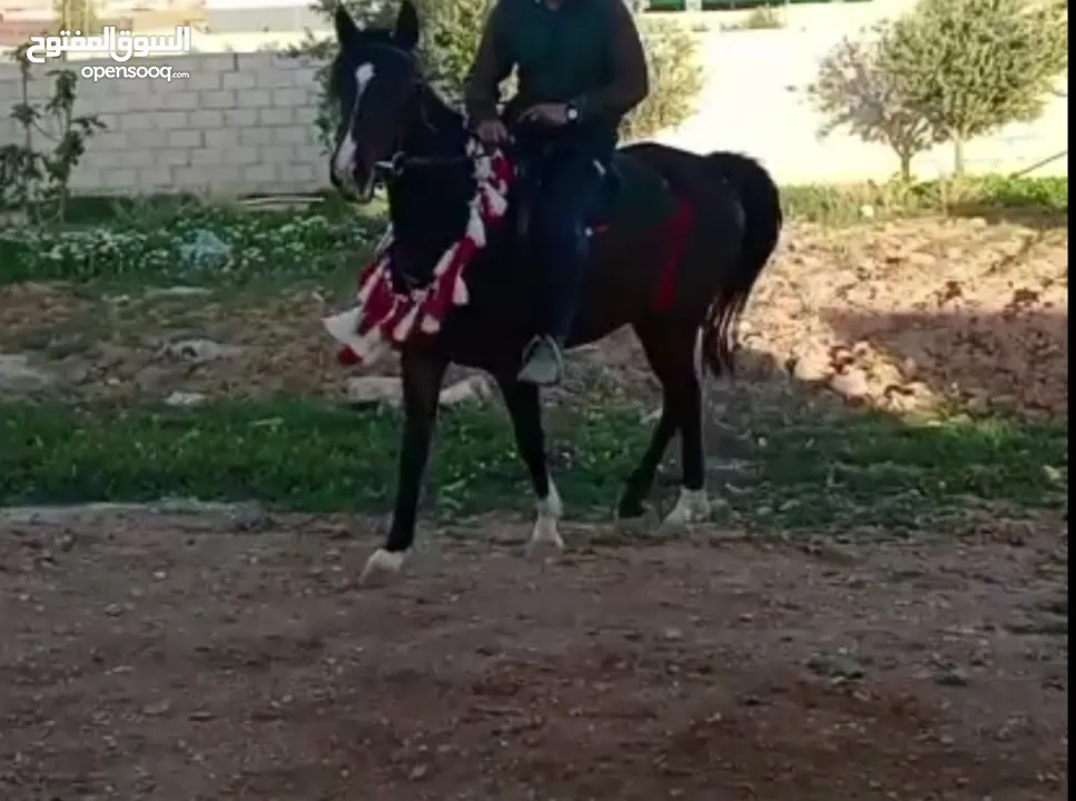 مهرة للبيع