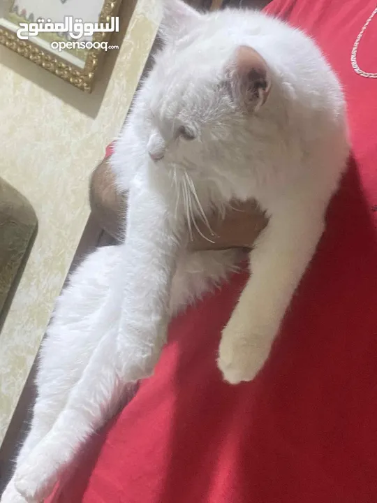 قطه مع بيت تفصيل