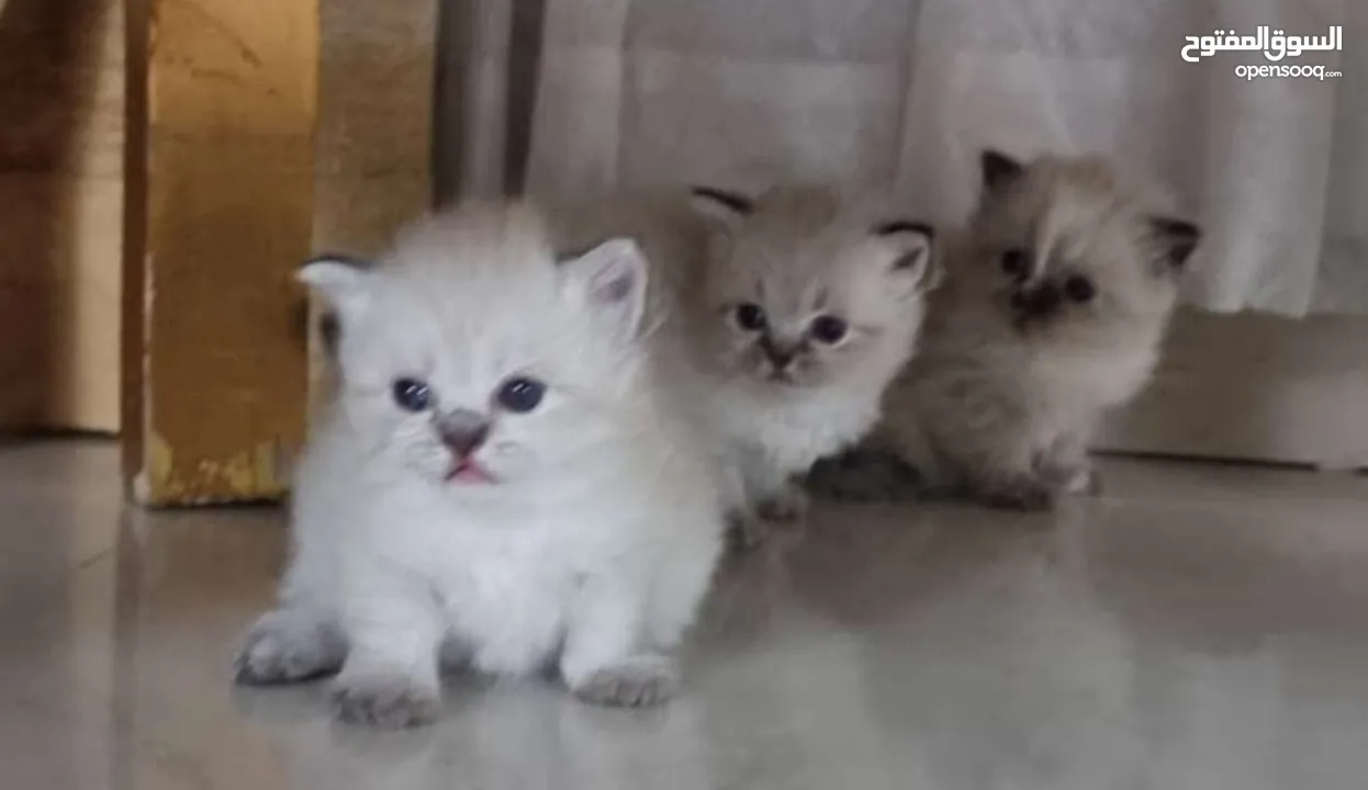 all 25 dinar for sale kitten للبيع قطط