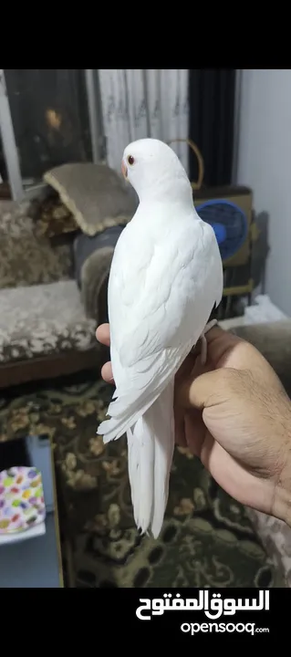 ببغاء دره هندي البينو عين حمرا عمرو 4 اشهر تقريبا اليف جدا عجينه ما بعض بطلع على الايد وبداية كلام