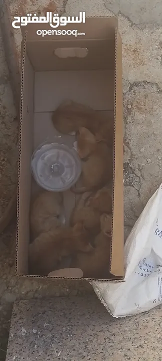 قطط بعمر الاسبوعين للبيع