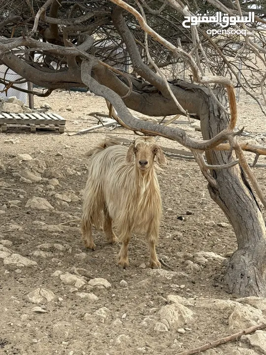 شاه عشار من حلال الجامودي رهاوه ومد