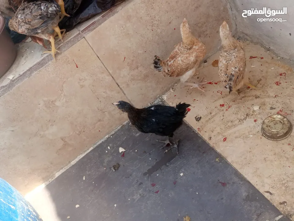 فراخ دجاج عدد 13 للبيع