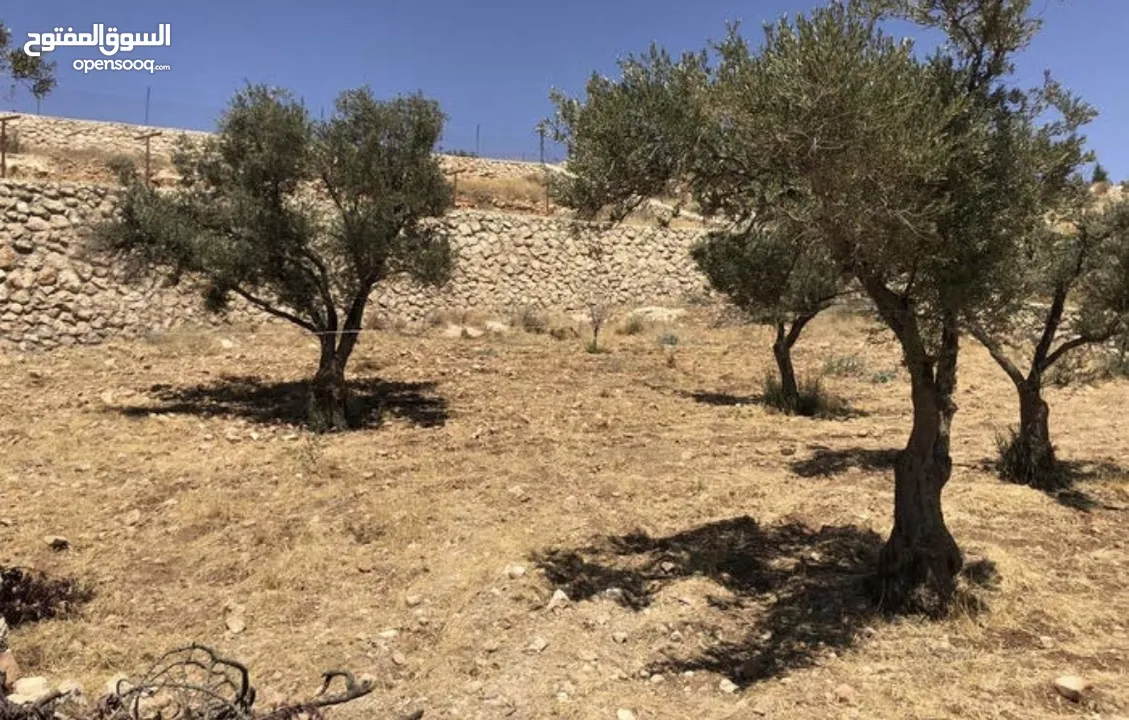 مزرعة للبيع في السلط