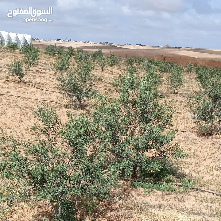 ارض للبيع  في الجميل أم رصاص    دنوم 8بسعر مغري