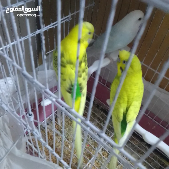 التواصل عبر واتس اب ببغاء كوكتيل  حجم كبير وعصافير حب مفتل و البينو وعادي عادي احجام كبيره