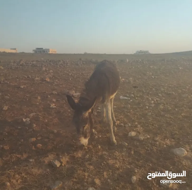 حمار غنم للبيع بسعر مميز كفاله