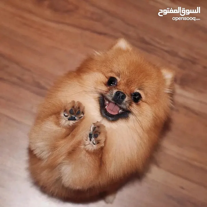 Pomeranian Teacup