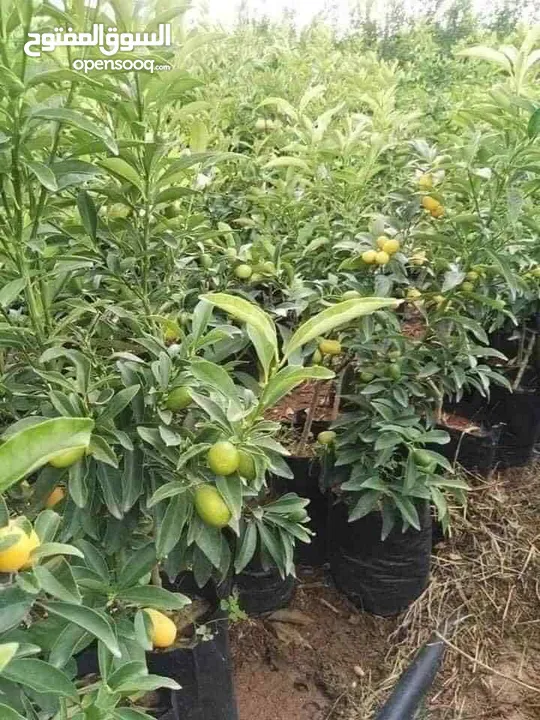 مشاتل السهل الاخضر الزراعيه تنسيق حدائق ومزارع