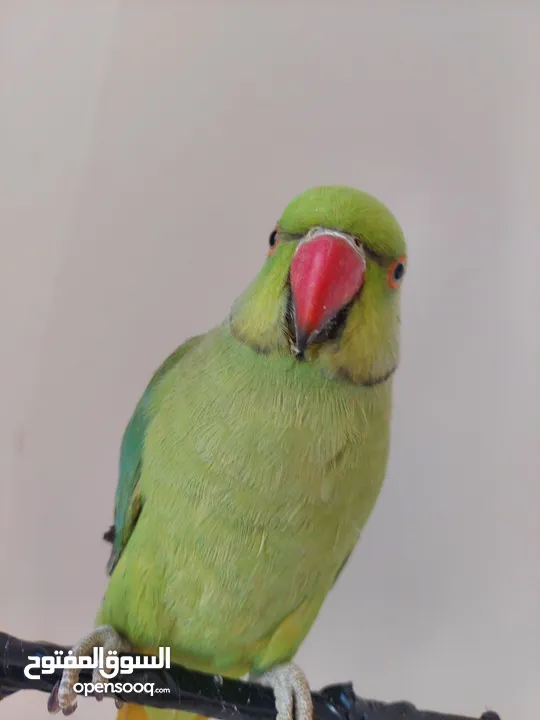 ببغاء درارة هندي ذكر كوكو عمر سنتين مطوق اليف جدا ما بعض نهائي لعوب بحب الاطفال
