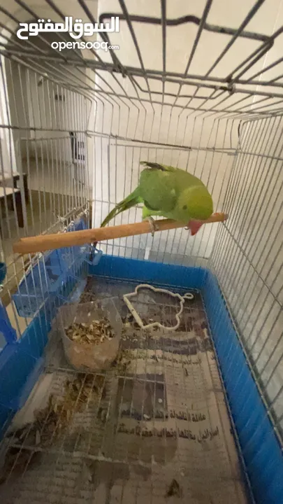 ببغاء دراره