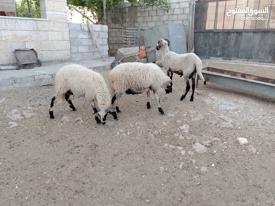 خرفان أضاحي قبرصي للبيع