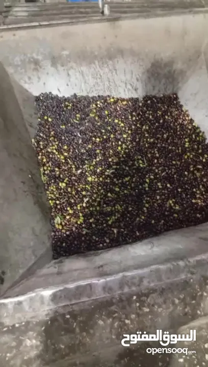 زيت زيتون من جبال جنين