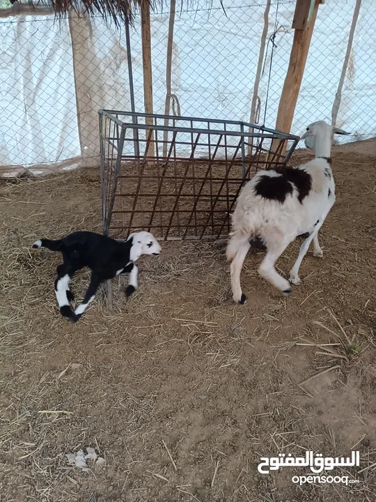 جاعدة عمانية وحملة بصحة ممتاازة جدا