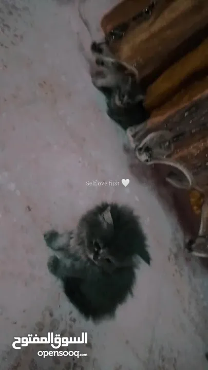 قطط سكوتش ستريت مكس شنشيلا