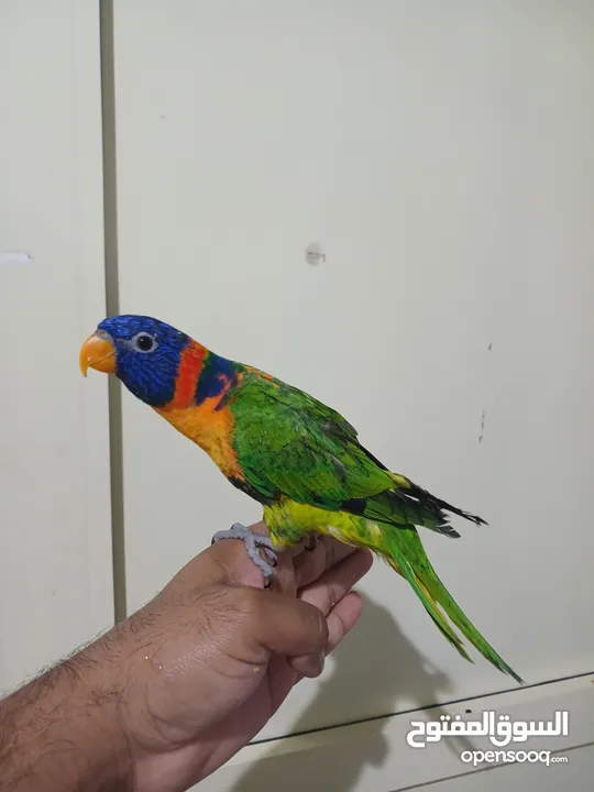 Rainbow Lory fully hand tamed