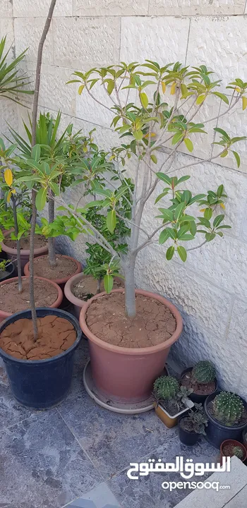 زريعة مشكلة
