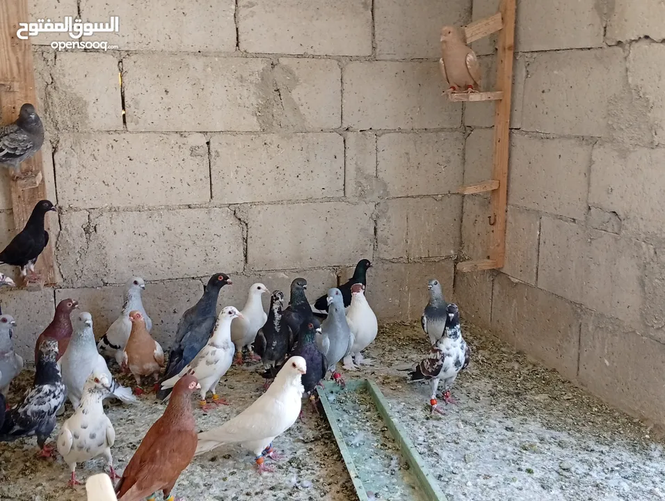حمام للبيع الوان كش  طيور حمام