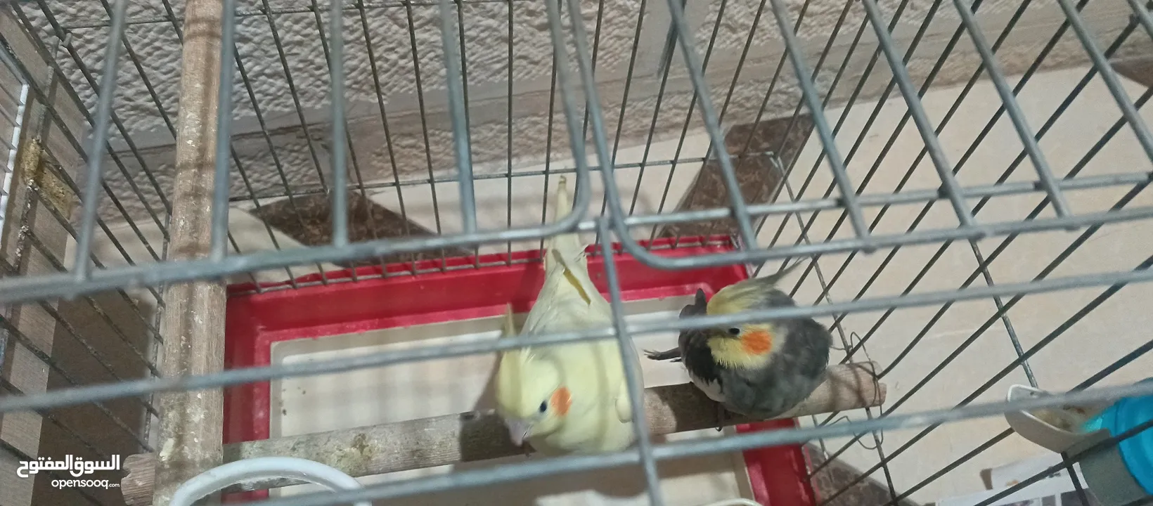 جوز كوكتيل تحتهم فراخ