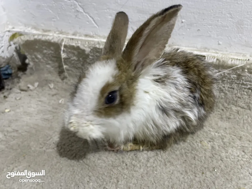 Baby Rabbit for free