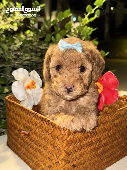 Toy Poodle puppies PREMIUM