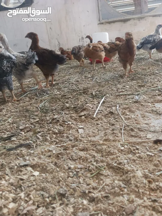 دجاج عرب اصلي للبيع