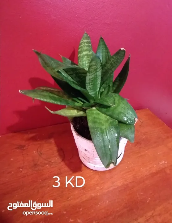 Air cleaning indoor plant for sale
