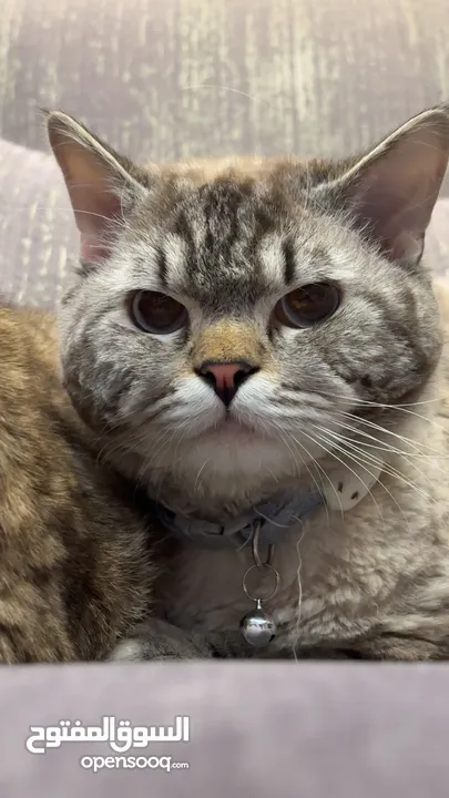 سايبيريين قطو ذكر تبني adopt Siberian cat