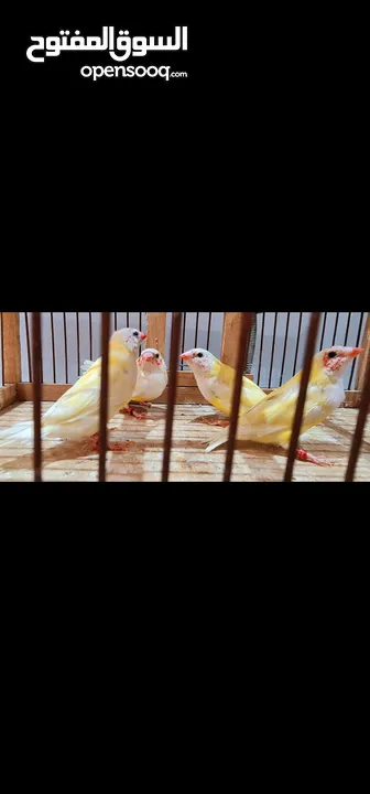 جوالدين فينش ريد هيد و يلو هيد