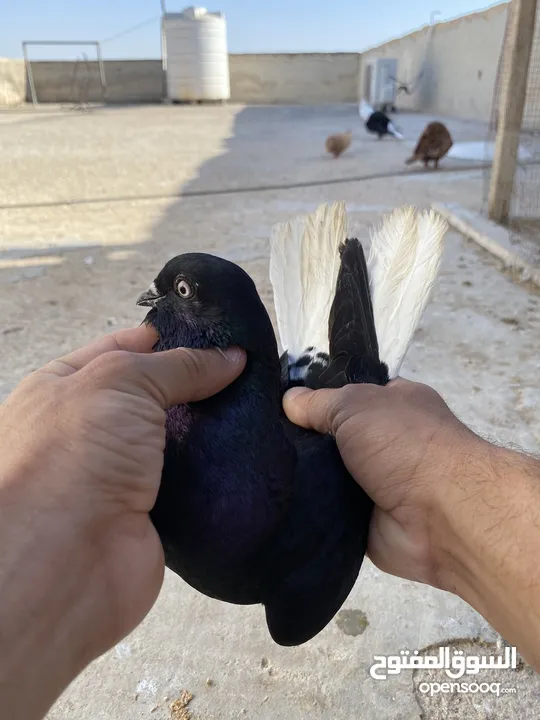 كوم حمام للبيع